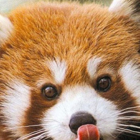 Meet your Posher, Vanessa - Picture 1 of 1